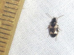 Tetragonoderus fasciatus