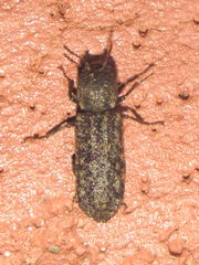 Lichenophanes bicornis