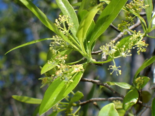 Swamp tupelo (Nyssa biflora)
