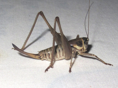 Pediodectes stevensonii