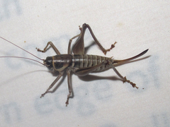 Pediodectes stevensonii