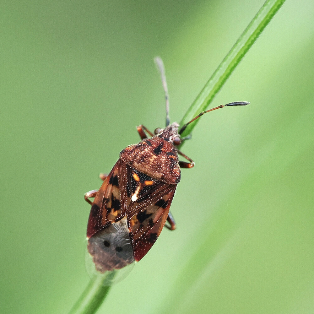 Pylorgus colon