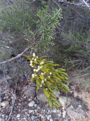 Phoradendron bolleanum