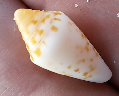 Conus recurvus, 2023-04-02