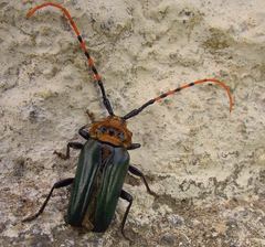 Retrachydes thoracicus