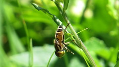 Syrphidae