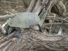 Trachemys venusta venusta