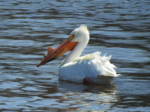 American White Pelican photographed in Minnesota