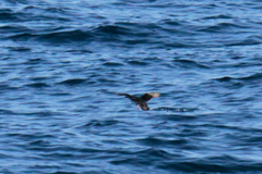 Synthliboramphus scrippsi