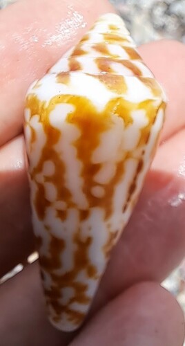 Conus recurvus, 2023-04-09