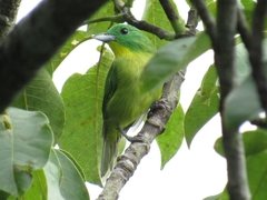 Vireolanius pulchellus