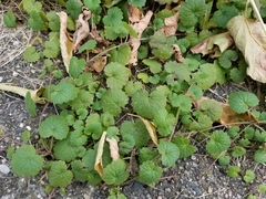 Glechoma hederacea
