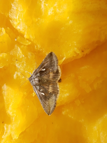 Celery Looper Moth photo 4