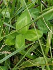 Trifolium pratense