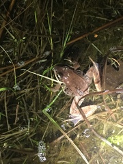 Lithobates sylvaticus image