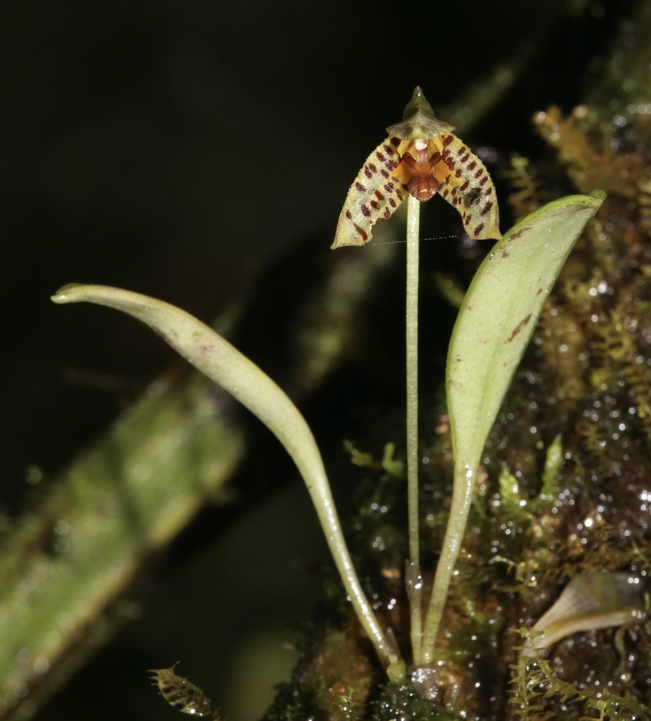 Masdevallia mutica