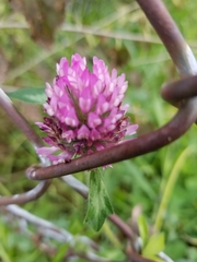 Trifolium pratense