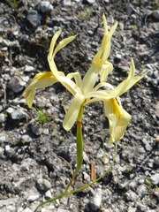 Moraea angusta