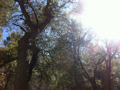 Strix occidentalis lucida