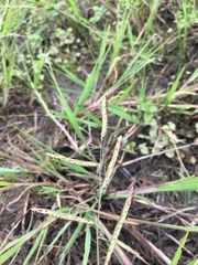 Paspalum denticulatum