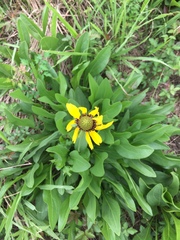 Rudbeckia texana