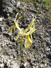 Moraea angusta