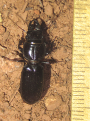 Scarites vicinus