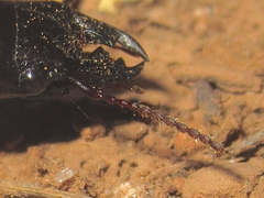 Scarites vicinus