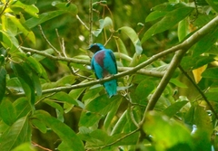 Cotinga amabilis