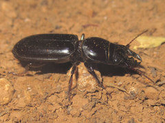 Scarites vicinus