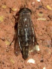 Tabanus abactor