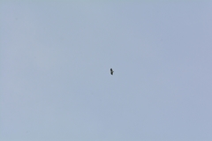 Spizaetus melanoleucus