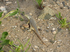Liolaemus nigromaculatus