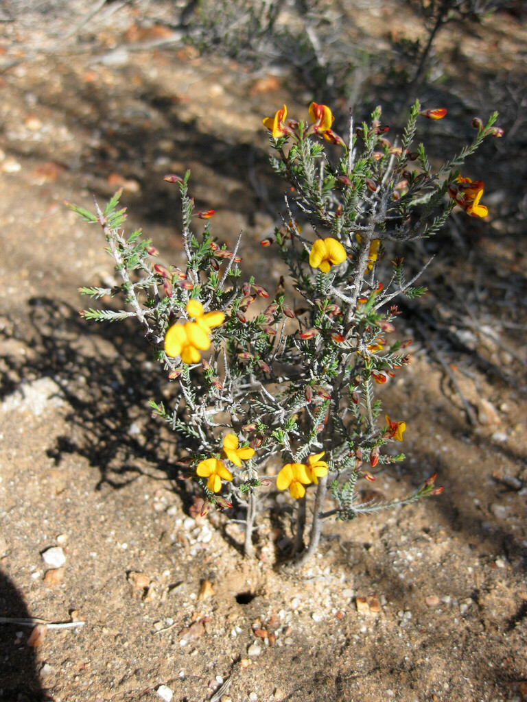 Eutaxia leptophylla