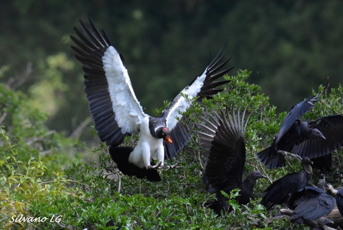 King Vulture