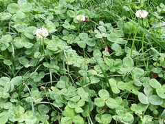 Trifolium repens