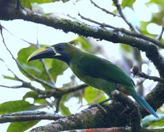 Aulacorhynchus prasinus caeruleogularis