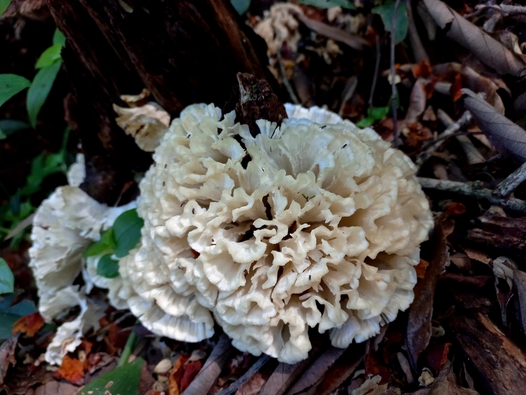 Irpex rosettiformis · April 2023 · photo: © sgomez-barboza (iNaturalist, cc0)