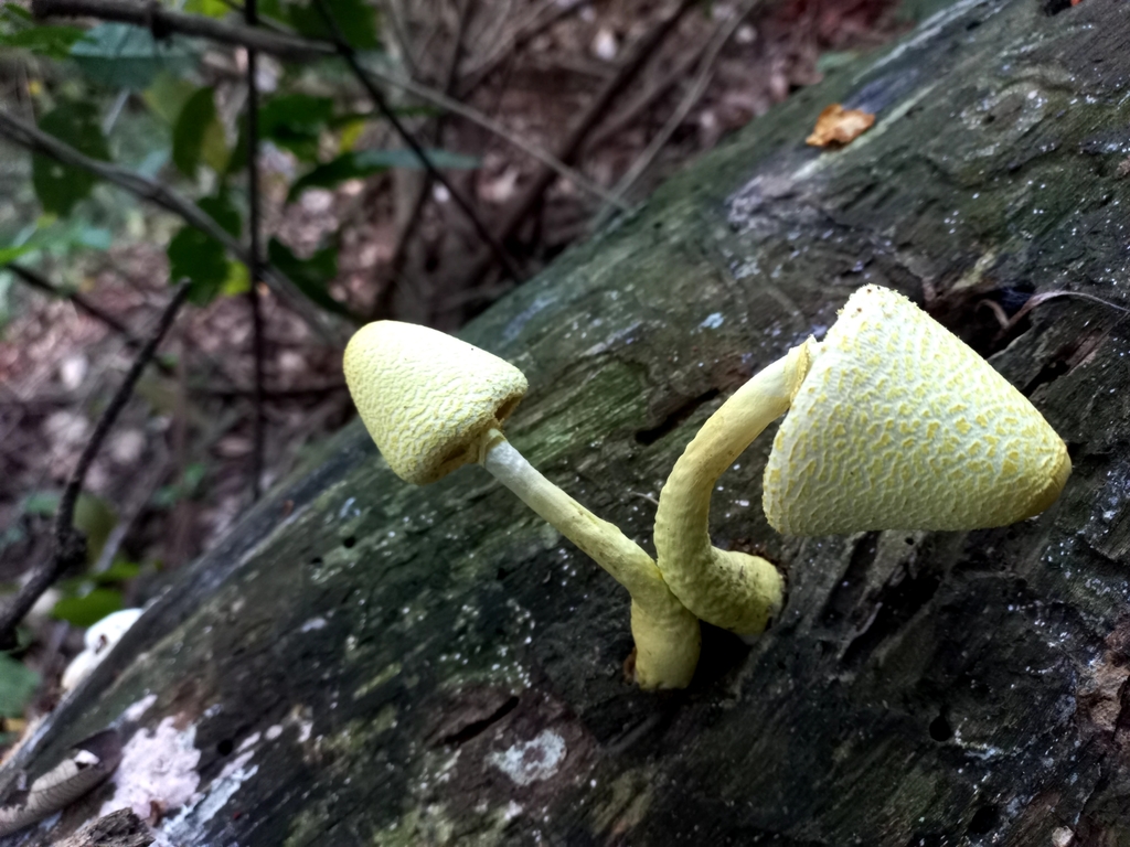 Leucocoprinus birnbaumii · April 2023 · photo: © sgomez-barboza (iNaturalist, cc0)