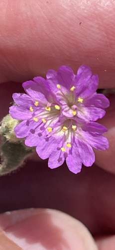 Trailing windmills (Allionia incarnata)