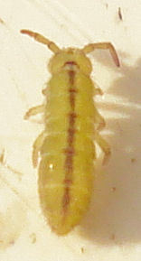 Isotomurus unifasciatus