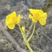 Utricularia tenuicaulis - Photo (c) K S Gopi Sundar, algunos derechos reservados (CC BY-NC), subido por K S Gopi Sundar