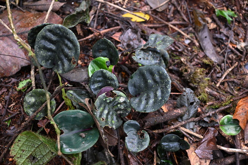 Image of Geogenanthus ciliatus by (c) Alan Rockefeller, some rights reserved (CC BY)