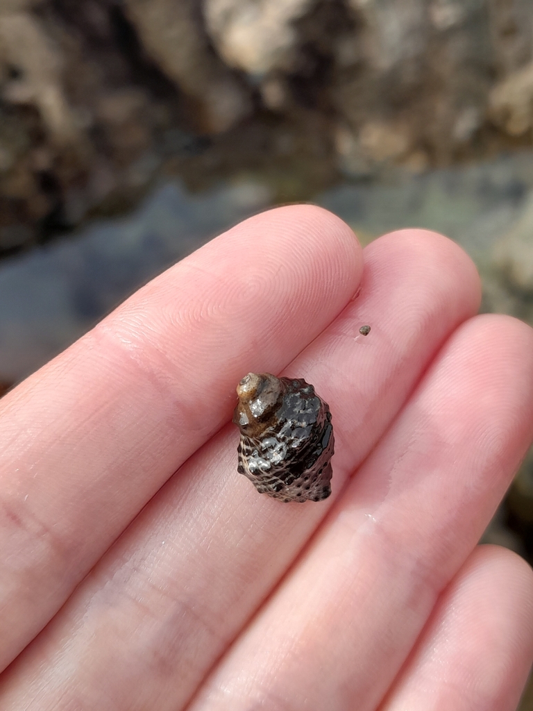 Oyster Borer from Mount Maunganui 3116, New Zealand on 19 April, 2023
