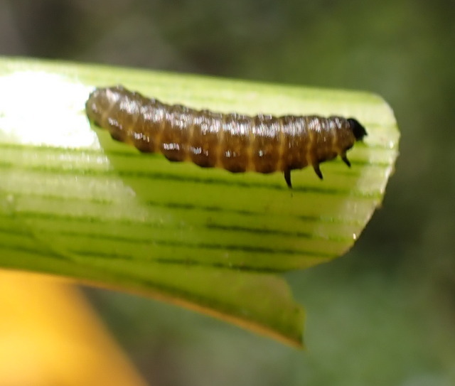Alligatorweed Flea Beetle