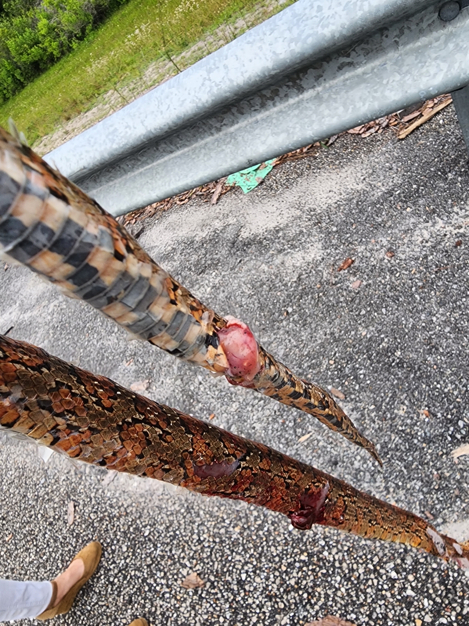 eastern corn snake, gewöhnliche kornnatter, red cornsnake