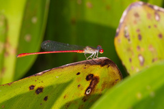 Telebasis digiticollis