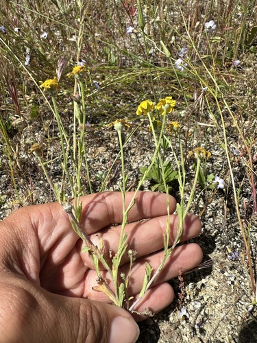 Hartweg's Golden Sunburst (Pseudobahia bahiifolia)