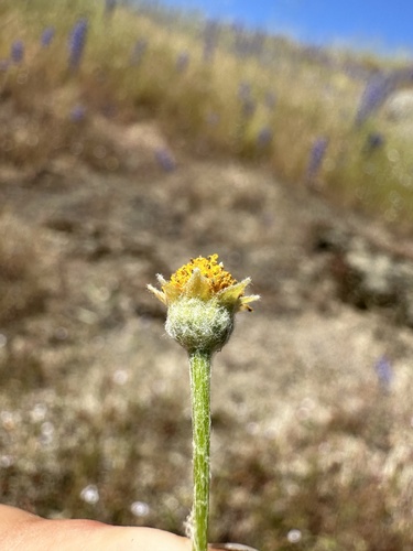 Image of Pseudobahia bahiifolia by (c) Matt Berger, some rights reserved (CC BY)