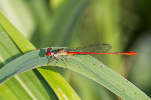 Telebasis digiticollis Calvert, 1902